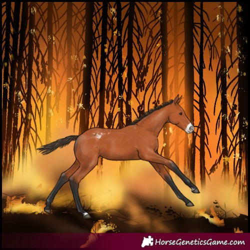 Horse Color:Bay Frame Varnish 