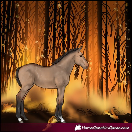 Horse Color:Bay Dun