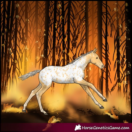 Horse Color:Palomino Near Leopard 
