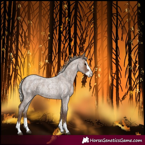 Horse Color:Unknown 