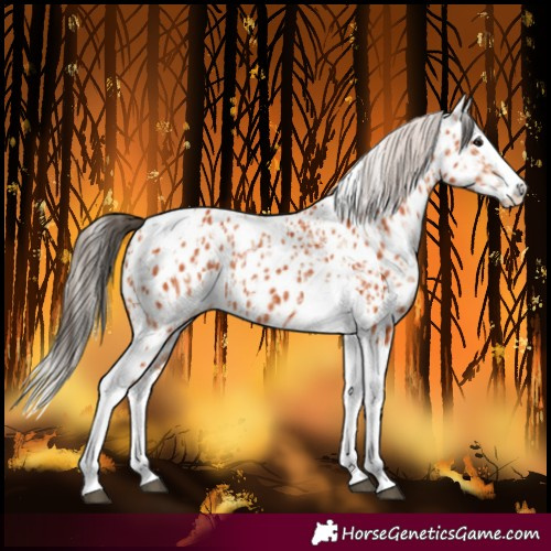 Horse Color:Bay Splash Tobiano Near Leopard Rabicano  and Silver Bay Splash Tobiano Near Leopard Rabicano 