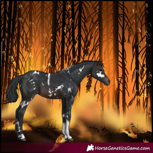 Horse Color:White Spotted Brown Tobiano 