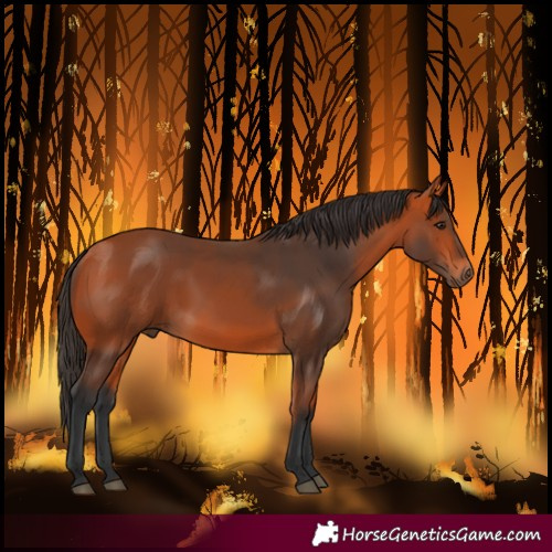 Horse Color:Bay 