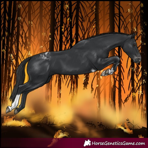 Horse Color:Unknown 