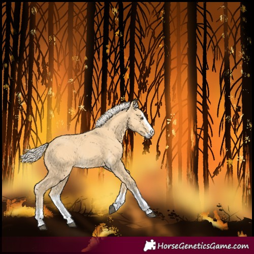 Horse Color:Palomino Splash 