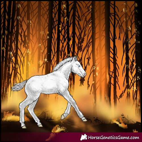 Horse Color:Cremello Roan Splash Blanket 