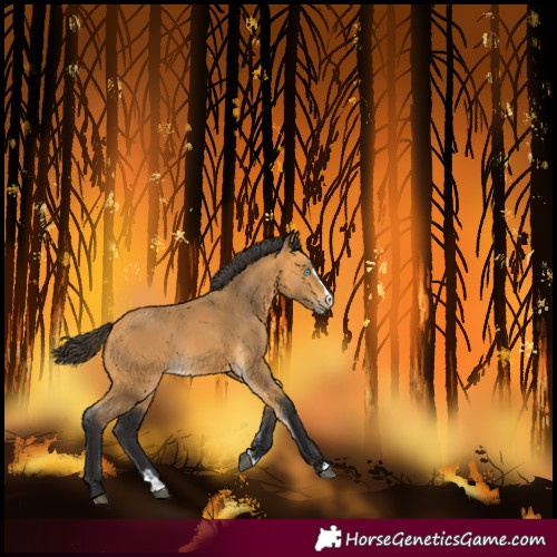 Horse Color:Buckskin Splash 