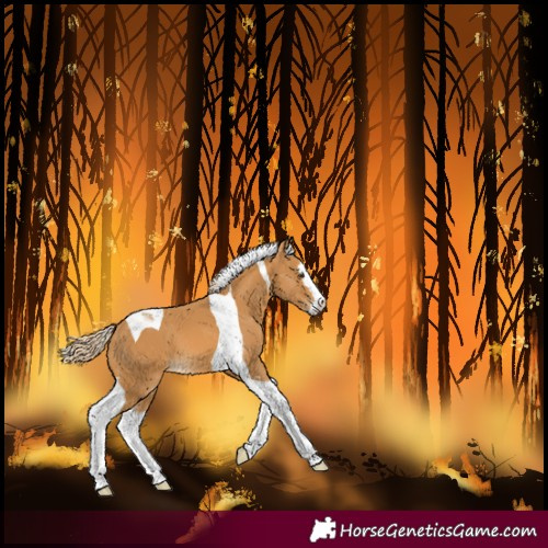 Horse Color:Palomino Splash Tobiano 