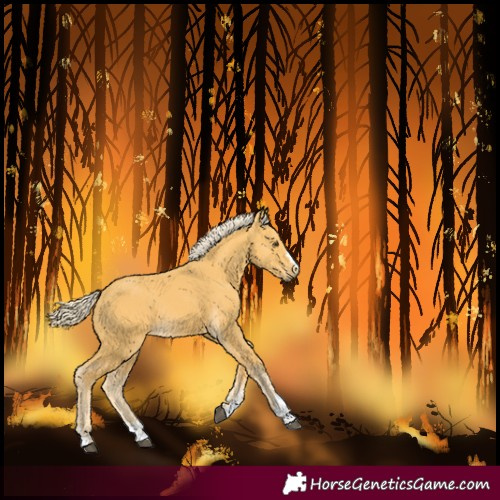 Horse Color:Palomino