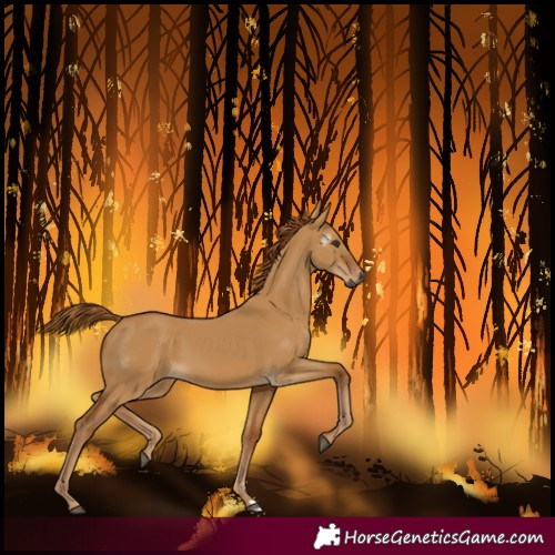 Horse Color:Gray Red Dun 