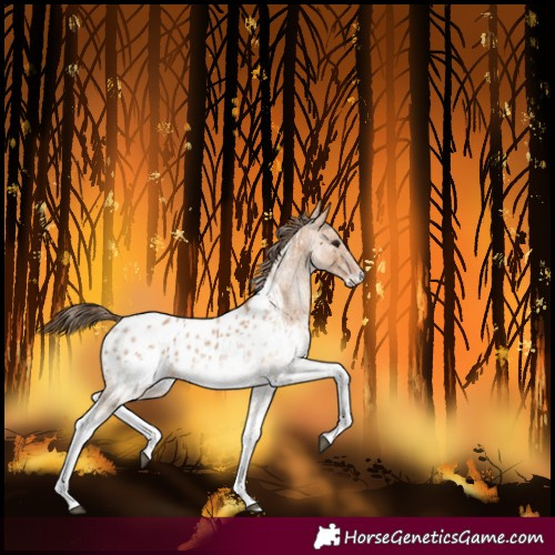 Horse Color:White Spotted Bay Dun Blanket Rabicano 