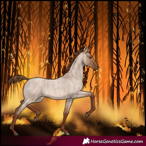 Horse Color:Red Dun Roan Rabicano 