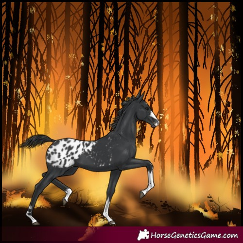 Horse Color:Black Blanket
