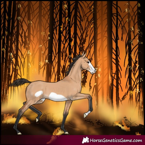 Horse Color:Bay Dun Frame