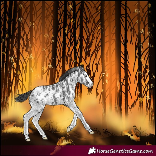Horse Color:Black Sabino Splash Blanket 