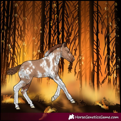 Horse Color:White Spotted Red Dun Tobiano 