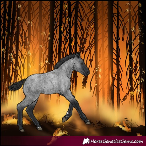 Horse Color:Blue Roan 