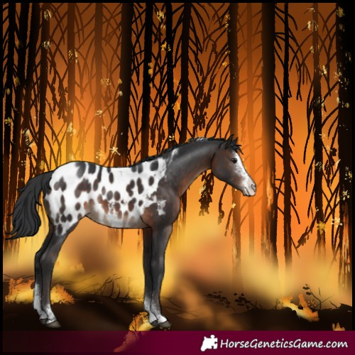 Horse Color:Brown Sabino Tobiano Blanket Rabicano 