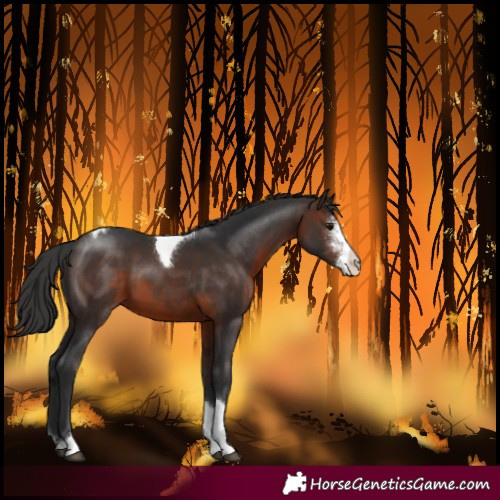 Horse Color:Brown Sabino Tobiano