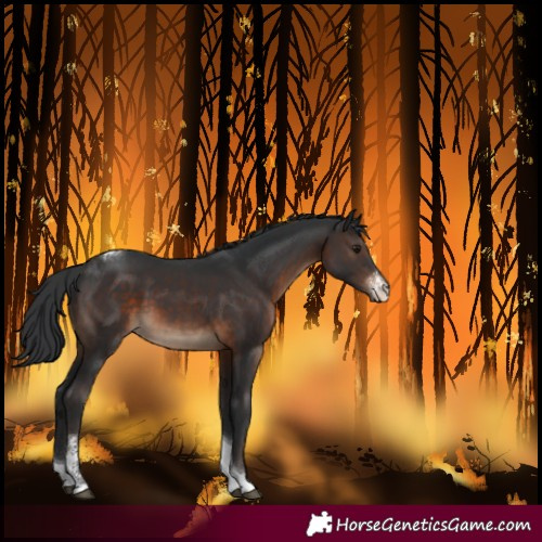 Horse Color:Brown Sabino Tobiano