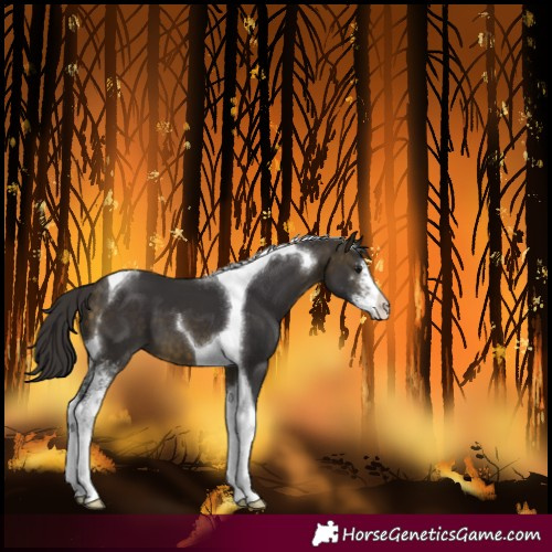 Horse Color:Buckskin Sabino Tobiano 