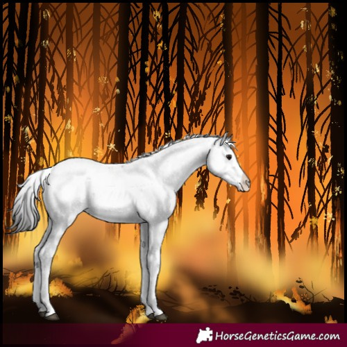 Horse Color:Buckskin Sabino Near Leopard