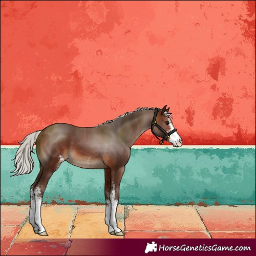 Horse Color:Silver Brown Sabino 