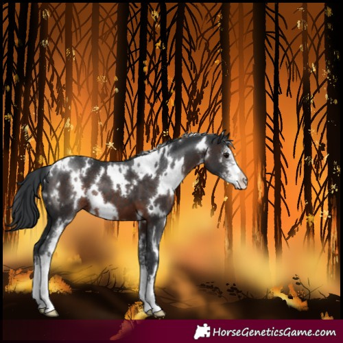Horse Color:White Spotted Brown Sabino