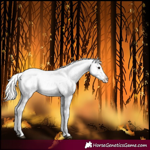 Horse Color:Silver Brown Sabino Near Leopard Rabicano