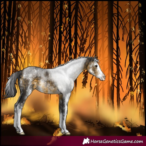 Horse Color:Buckskin Sabino 