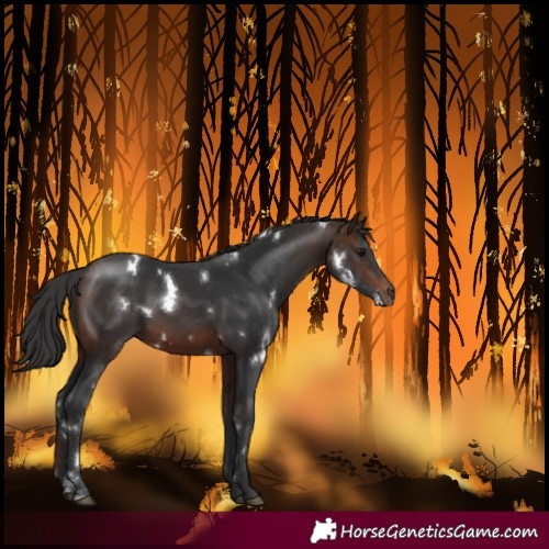 Horse Color:White Spotted Brown Sabino 