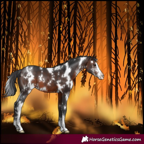 Horse Color:White Spotted Brown Sabino 
