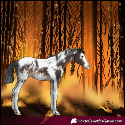 Horse Color:White Spotted Brown Splash Tobiano 
