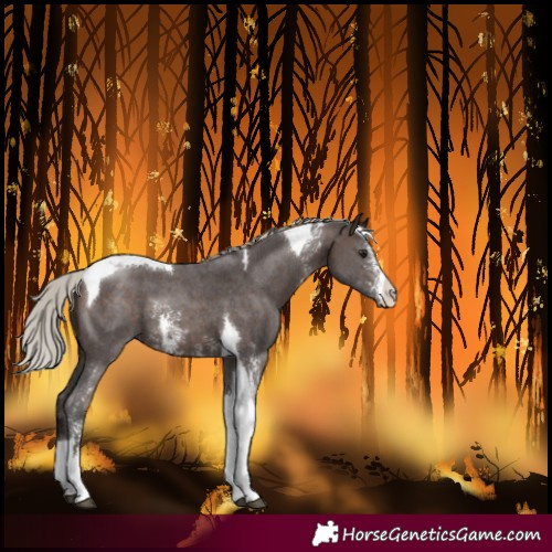 Horse Color:Silver Brown Sabino Tobiano