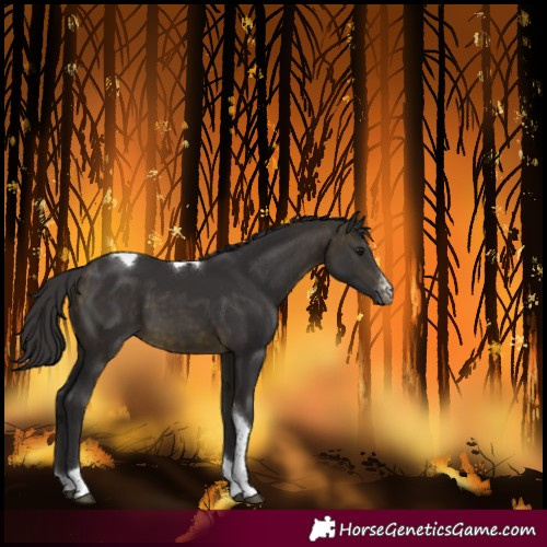 Horse Color:Buckskin Sabino Tobiano Rabicano
