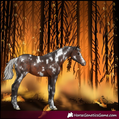 Horse Color:White Spotted Silver Brown Sabino