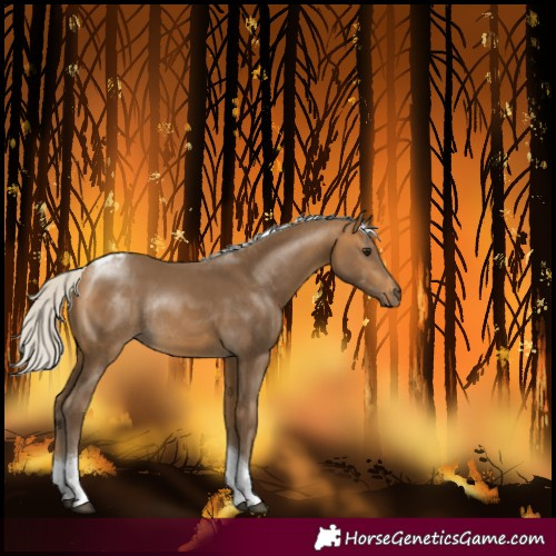Horse Color:Silver Buckskin Tobiano Rabicano 
