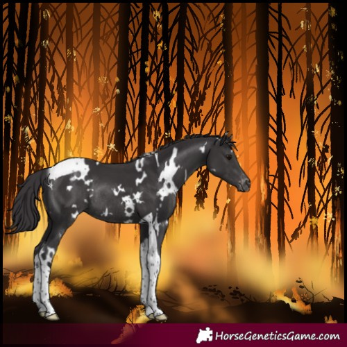 Horse Color:White Spotted Smoky Black Tobiano Varnish Rabicano 