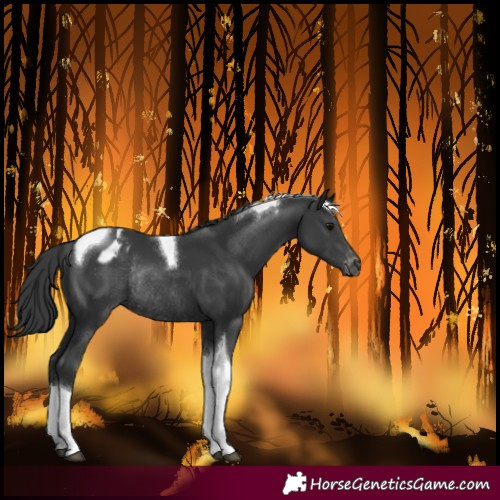 Horse Color:Black Tobiano Varnish Rabicano 