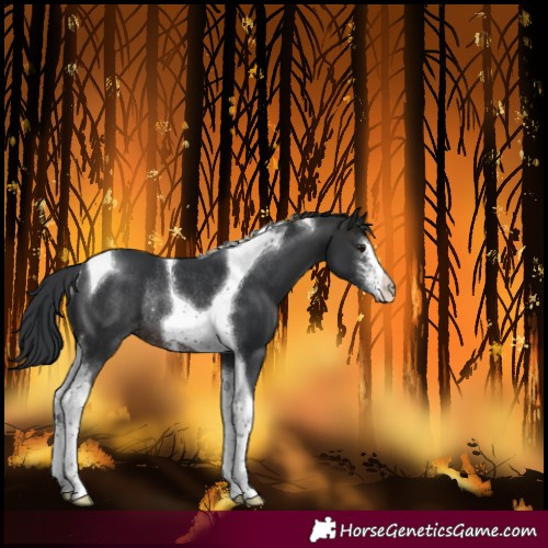 Horse Color:Brown Sabino Tobiano Rabicano 