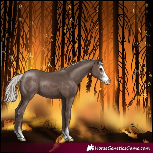 Horse Color:Silver Black Sabino