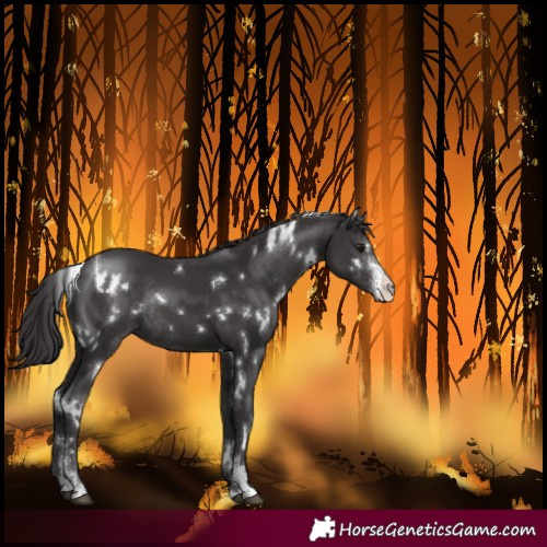 Horse Color:White Spotted Smoky Black Sabino Rabicano