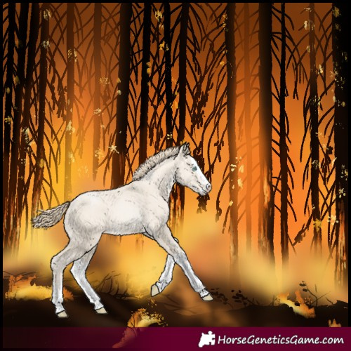 Horse Color:Smoky Black Pearl Splash