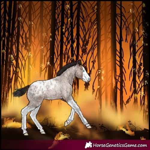 Horse Color:Gray Bay Roan Splash Blanket