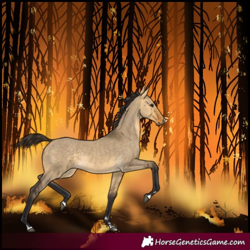 Horse Color:Buckskin Dun 