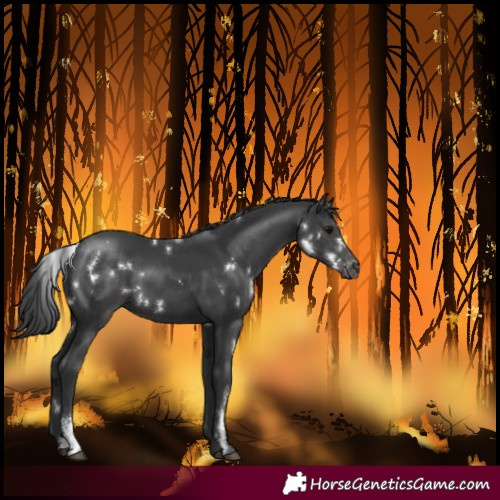 Horse Color:White Spotted Black Sabino Varnish Rabicano