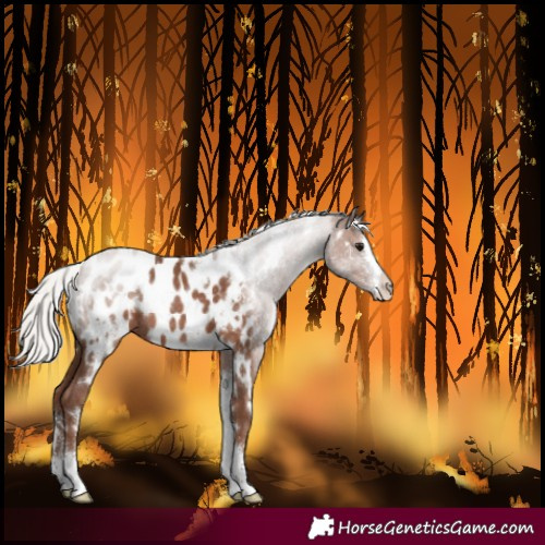 Horse Color:White Spotted Silver Black Sabino Blanket Rabicano 