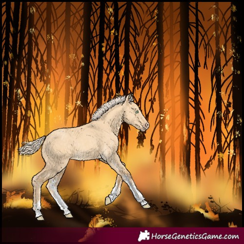 Horse Color:Gold Cream Champagne Dun Sabino 