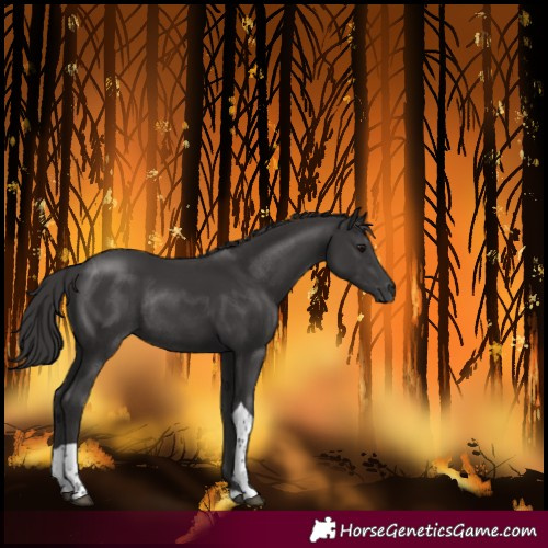 Horse Color:Smoky Black Tobiano Rabicano 
