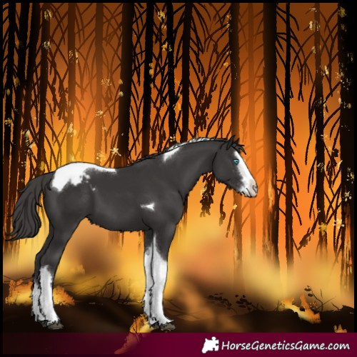 Horse Color:Smoky Black Splash Tobiano Varnish 
